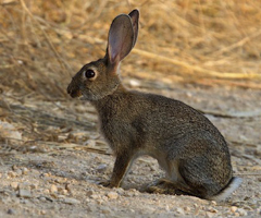 Las últimas novedades de la recuperación del conejo, en el Congreso Ibérico de Caza y Conservación
